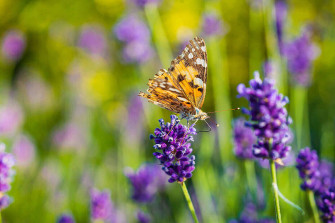 Top Natural Flower Wallpaper Full HD 4k To Use