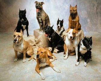 HD Wallpaper Pitbull Dog
