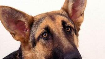 Dog Wallpaper Cute Image Desktop Fidelity Hairy