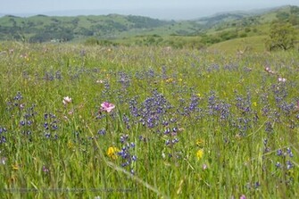 Wildflowers Wallpaper Click Picture For High Resolution HD