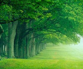 Nature HD Tablet Wallpaper Background Photos