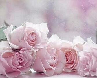 Light Pink Rose Flowers Image Pictures Online Wallpaper