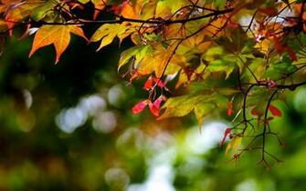 Autumn Tree Branches Wallpaper HD Desktop