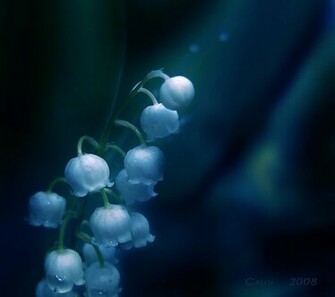 Lilies Of The Valley Wallpaper