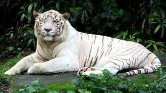 White Tiger Wallpaper