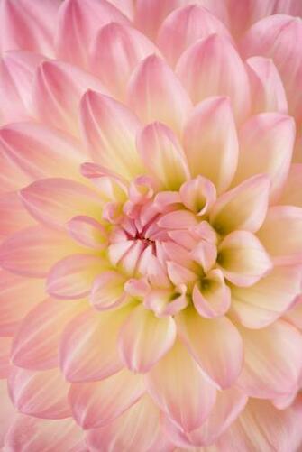 Flower Wallpaper HD Hq