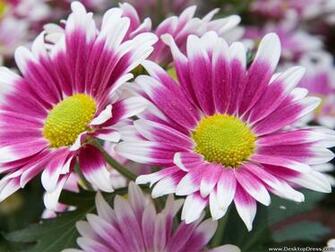 Pink Daisy Wallpaper Related Keywords Amp Suggestions