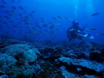 High Definition HD Wallpaper Underwater Set