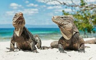 Iguana HD Wallpaper Image High Definition All