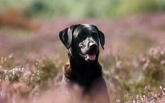 Labrador Retriever Wallpaper Gentle