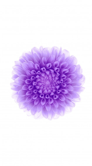 Flower Purple White Wallpaper