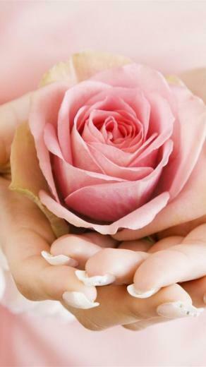 Light Pink Rose Bud iPhone Wallpaper HD
