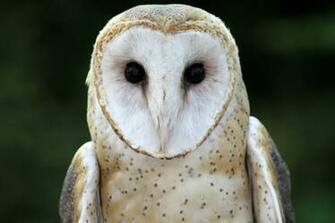 Barn Owls In Action
