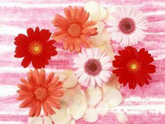 Cool Wallpaper Beautiful Flowers