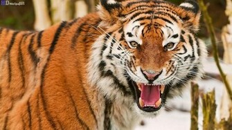 HD Tiger Image Wallpaper