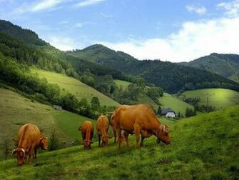 Dairy Cow Wallpaper Cows