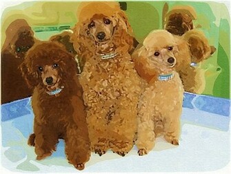 Three Pretty Poodle Desktop Wallpaper By Pilar Photo Pid46
