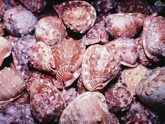 Seashell Wallpaper