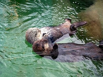 Otter Wallpaper