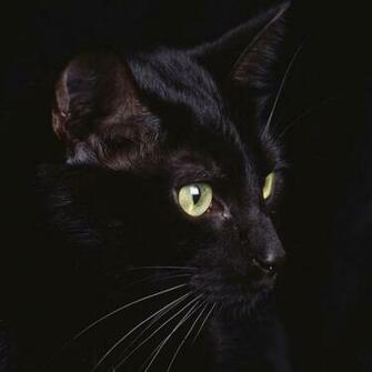 HD Cat iPad Wallpaper