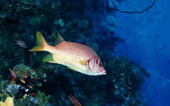 Cute Background And Wallpaper Sea Animal HD
