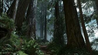 Forest HD Live Wallpaper Endor Forrest Rain