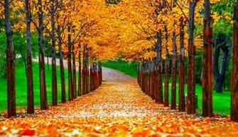 Other Shine Colors Nice Branches Golden Mirrored Pretty Lovely