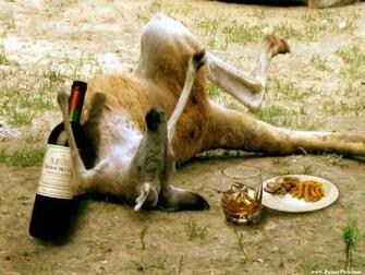 Funny Image Of Australia Kangaroo HD Pictures Wallpaper Here