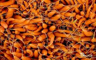 Carrot Wallpaper Per Computer Sfondi Il Desktop