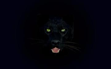 Black Jaguar Wallpaper Pictures