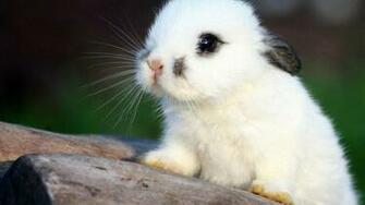 Cute Bunny Wallpaper