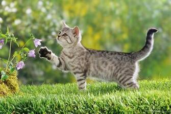 Landscape Nature Wallpaper Animals Desktop X