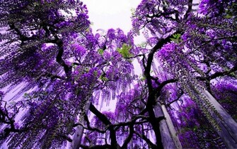 Trees Computer Wallpaper Desktop Background Id