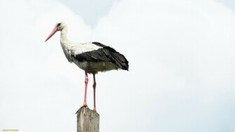 Stork Wallpaper