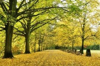Autumn Beautiful Forest Desktop Wallpaper Weird Walker