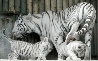 Baby White Tigers Wallpaper
