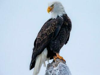 Bald Eagle HD Wallpaper American Pictures
