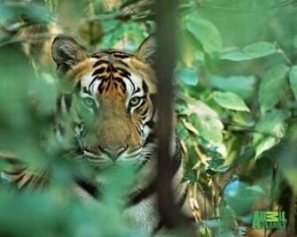 Animal Planet Wallpaper