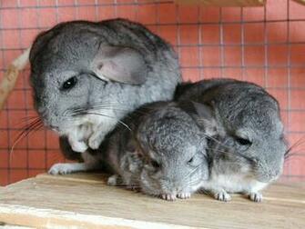 Chinchilla Wallpaper