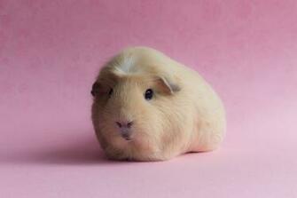 Guinea Pig Computer Wallpaper Desktop Background Id