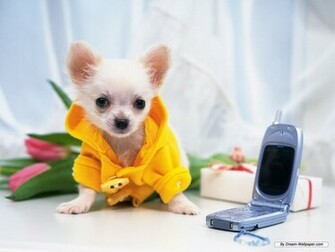 Chihuahua Wallpaper Dogs
