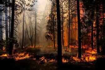 Forest Fire Trees Nature Wallpaper