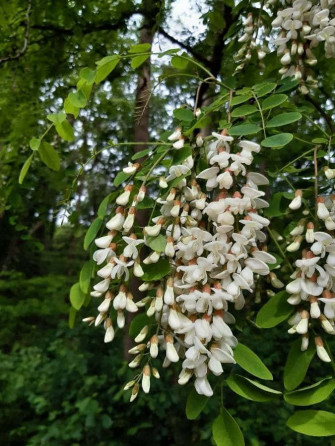 Black Locust X Wallpaper