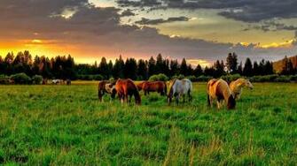 Wild Horse Desktop Background Bwalles Gallery
