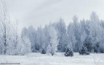 Winter Wallpaper Snow Nature Trees Forest Original