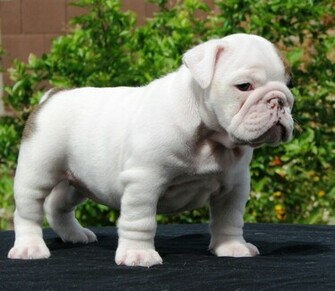 Miniature English Bulldog Puppy White Black