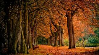 Autumn Park HD Wallpaper Full Desktop 1080p