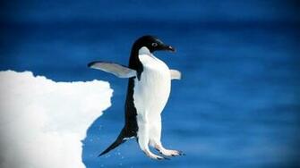 Penguin Fun Wallpaper
