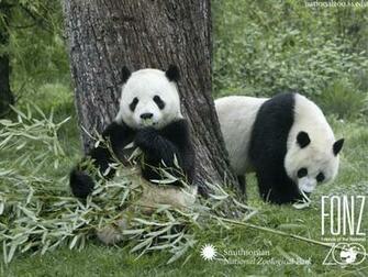 My Wallpaper Nature Pandas