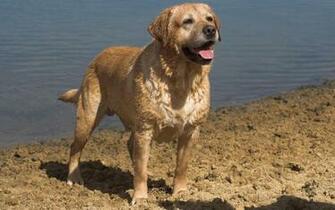 Dark Yellow Labrador Retriever Wallpaper HD